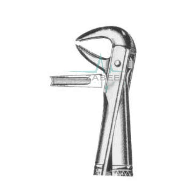 Lower Canines & Premolars Zabeel