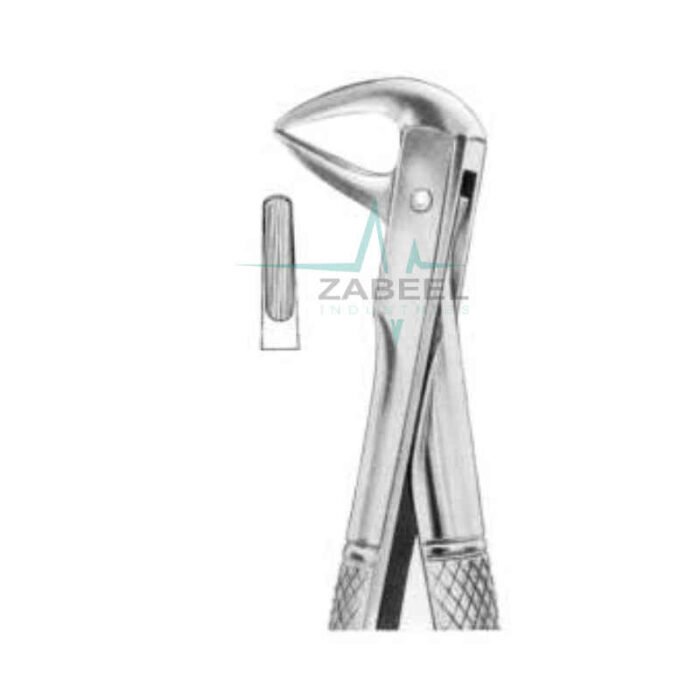 Lower Centrals & Roots Zabeel