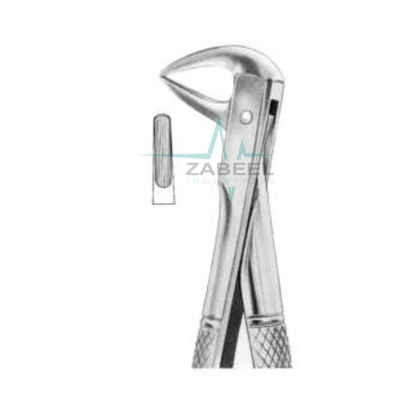 Lower Centrals & Roots Zabeel