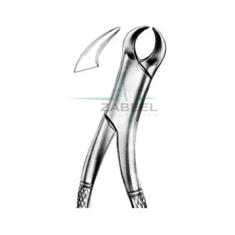 Lower Molars (Cow-Horn Beak) Zabeel