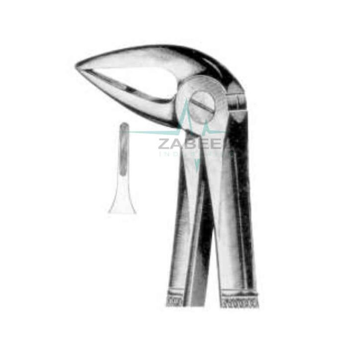 Lower Roots With Long Beak Zabeel