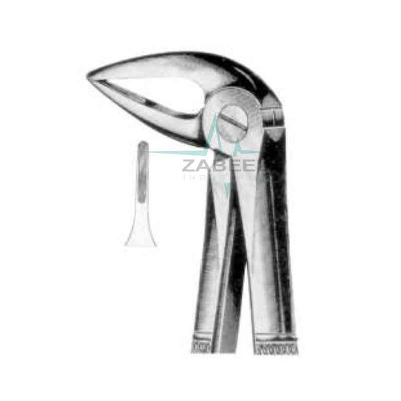 Lower Roots With Long Beak Zabeel