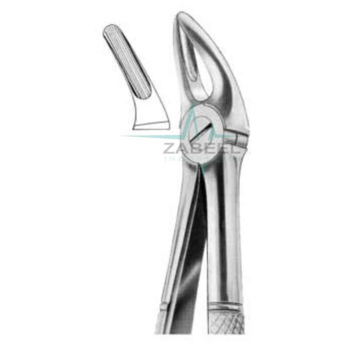 Upper Centrals & Roots Zabeel