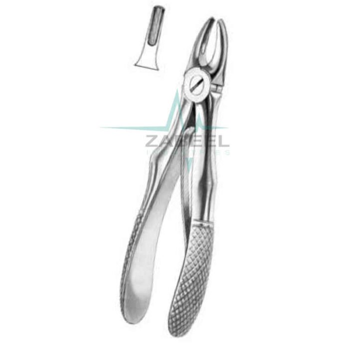 Upper Incisors & Canines Zabeel