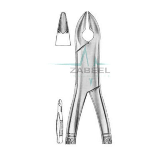 Upper Premolars Molar & Incisors Zabeel