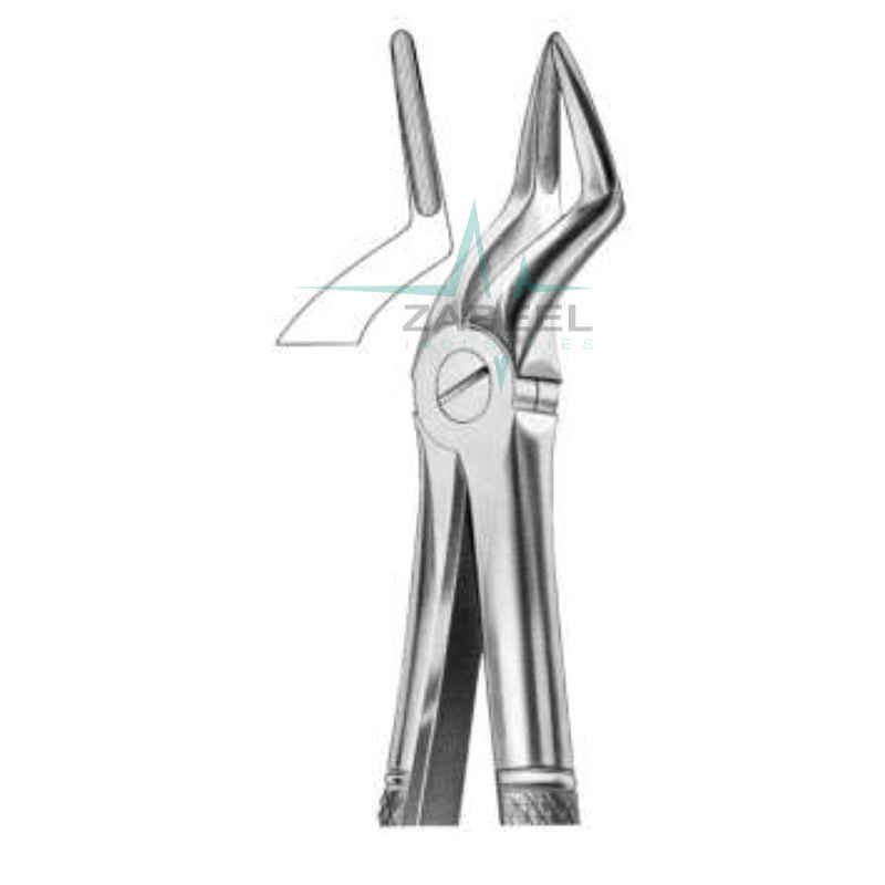 Upper Roots Nerrow Beak Zabeel